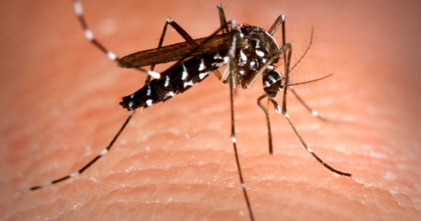 Комар - старое забытое средство против комаров